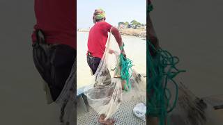 the man catching fish with net from the padma river #fishing #fishingvideo #netfishing