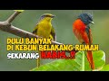 SATU LAGI BURUNG NOSTALGIA DI AVIARY - APA NAMA BURUNG INI DI KAMPUNGMU..??