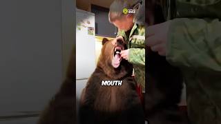 Fearless Man Cleans Bear's Teeth!