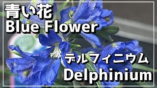 青い花といえばこれやろ！デルフィニウムの植えつけ方 / Plant blue flower Delphinium！！