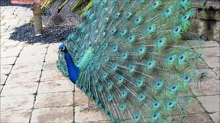 Peacocks Displaying in March -- Ready For Mating Season