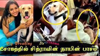 சோகத்தில் Vj Chithra க்கா காத்திருந்த நாய் - மெய்சிலிர்க்க வைத்த தருணம் | Its About Cinema 267