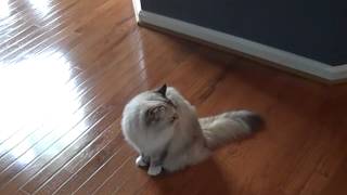 Kaerik RagaMuffin Cat Jete Showing Off.mp4