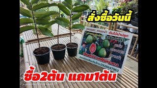 ฝรั่งไส้แดงพันธุ์ใหม่หงซินเบอร์ 2 ลุงเกษตรจัดให้ซื้อ 2 ต้นแถมฟรีอีก 1 ต้น