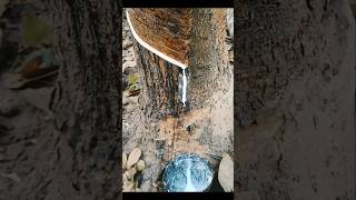 Satisfying rubber tree tapping video | ep-35 #shorts #rubbertree