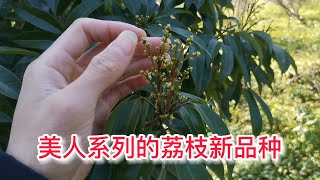 荔枝新品種花芽分化了，果大好看，脆甜好吃，果型很靚  The flower buds of a new variety of litchi have differentiated, beautiful