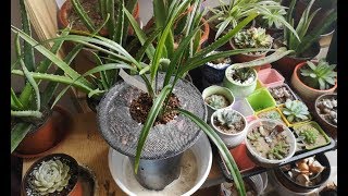 兰花红一品上盆，植料中加了泥炭土，为什么要加它