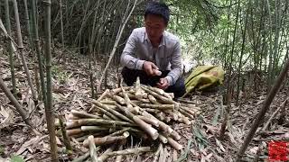 这野笋长得实在太多了，拔笋的声音真解压，整座山拔完都不嫌累