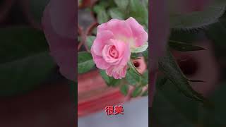 alanchao family flower 🌹 乃趙家玫瑰花rose