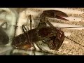 Keeping A Grocery Store Lobster As A Pet