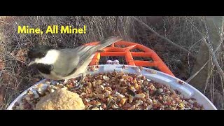 Black Cap Chickadee Takes The Day