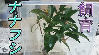 激レア！？ナナフシの飼育 Stick insect Breeding