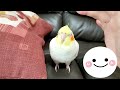 【オカメインコ】 ピクミン風にほわ毛をつけたはな　　pinohana