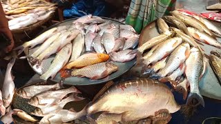 ভোলা সদর মাছ বাজার | fish market | এই মাছ বাজারে লাখ টাকার মাছ বিক্রি হয়  | Bhola Big Fish Market