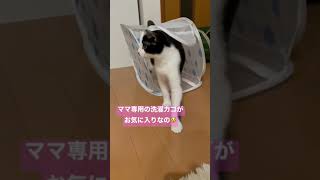 【野良猫の居場所】ママの洗濯カゴが大好き過ぎて😽 #猫 #猫のいる暮らし #野良猫 #short