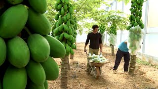 How to Grow 69.000 Tons of Papaya in Greenhouse and Harvest - Modern Agriculture Technoloy