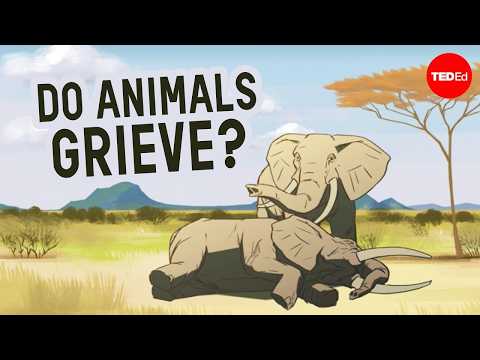 Can animals sense when another animal is dying?