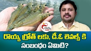 రొయ్య గ్రోత్ లకు, డీ.ఓ లెవల్స్ కి సంబంధం ఏమిటి? Shrimp Farming Growth and Dissolved Oxygen Relation