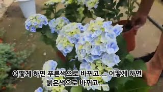 파란색 '수국' 공짜로 많이 풍성하게 키우고 싶으면, 이렇게 하면 됩니다