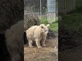 bear wakes from nap in animal sanctuary looking dishevelled 🐻 shorts