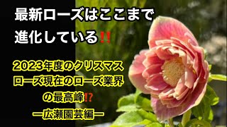 2023年度のクリスマスローズ業界の最高峰⁉️ー広瀬園芸編ー