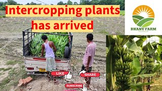 INTER CROPPING PLANTS HAS ARRIVED • BANANA, LEMON, EXOTIC FRUITS AND MORE #bhanufarm #farming #farm