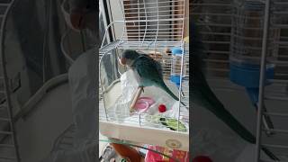 小奶鳥💙🐦藍和尚鸚鵡幼鳥理毛 換毛期 blue parrot baby molt quaker parrot