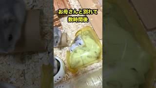 【ハムスター】新しいお家でも砂場に集まる子供達🐹　#shorts