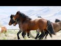 horse galloping sound 10 hours to help you relax 🐎 🥱