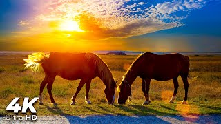 Horse Galloping Sound 10 Hours to Help You Relax 🐎 🥱