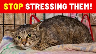 10 Main Causes of Stress in Cats - Are You Doing These?