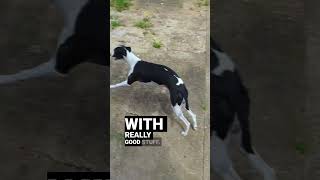 Whistle Training Whippet - Conditioning