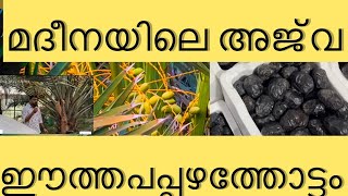 മദീനയിലെ അജ് വ  ഈത്തപ്പഴം കിട്ടുന്ന സമയം ഇതാണ് | MADEENA | AJWA DATES |#madhina#ajwa #sidhiq #saudi