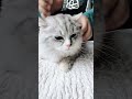 猫咪版“拍拿放” pets 宠物 cuteanimals calming shorts cat catvideos