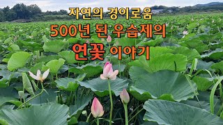 홍련의 천국, 우습제 역사를 간직한 저수지 탐방 #나주우습제생태공원 #우습제생태공원 #홍련의천국 #연꽃축제 #영산강정원 #느러지전망대 #연꽃이 피는곳 #연꽃이야기 #연꽃천국