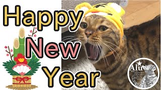 【ベンガル猫】新年のご挨拶【謹賀新年】