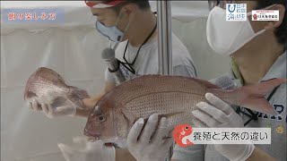 『お魚解剖教室 タイ編\u0026エビ編』早武忠利先生\u0026青木宏樹先生【エビフェス!2021 in二子玉川】