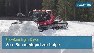 Snowfarming in Davos – Vom Schneedepot zur Loipe