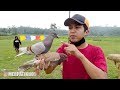 MAIN BURUNG MERPATI DISAWAH