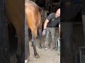 This man fixed the horse's leg #shortvideo #shorts