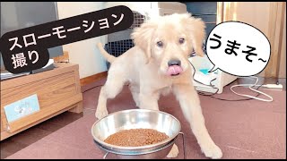 シュガーのご飯　スローモーションで撮ってみた！【ゴールデンレトリバー】