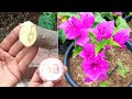 The Most Effective Onion Hormone For Colorful Bougainvillea Cuttings | Best Natural Onion Hormone