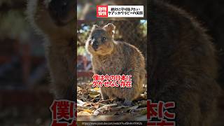 絶対に守り抜きたいクアッカワラビーの笑顔 #動物 #animals #雑学