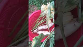 নিজস্ব বাগানের ফলন #vairalshort #unfreezmyaccour #garden