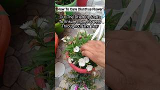 Dianthus Plant Care Tips By Terrace Greenery #shorts #gardening #flowers #beautiful