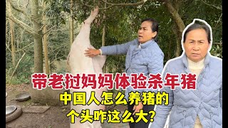 Chinese New Year pig killing！老撾丈母娘頭次見殺年豬，直接懵了：這豬咋養的，長這麼大？