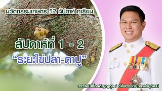 นวัตกรรมเพื่อการเกษตร | เกษตร 52 สัปดาห์ ตอน ทุเรียน สัปดาห์ที่ 1-2 ระยะไข่ปลา-ตาปู