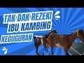 Ep 150: Rezeki Takdak Ibu Kambing Keguguran Anak Kembar!!