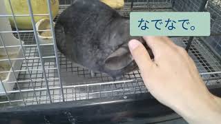 チンチラと戯れてみた。可愛すぎる！Chinchilla massage!