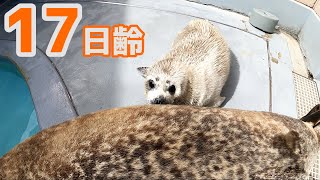 【アザラシ成長記録】ゴマ模様が見えてきました　17日齢